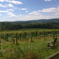 Agriculture and Its Role in the Development of Loudoun County, VA: An Expert's Perspective