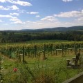 Agriculture in Loudoun County, VA: A Historical and Sustainable Perspective